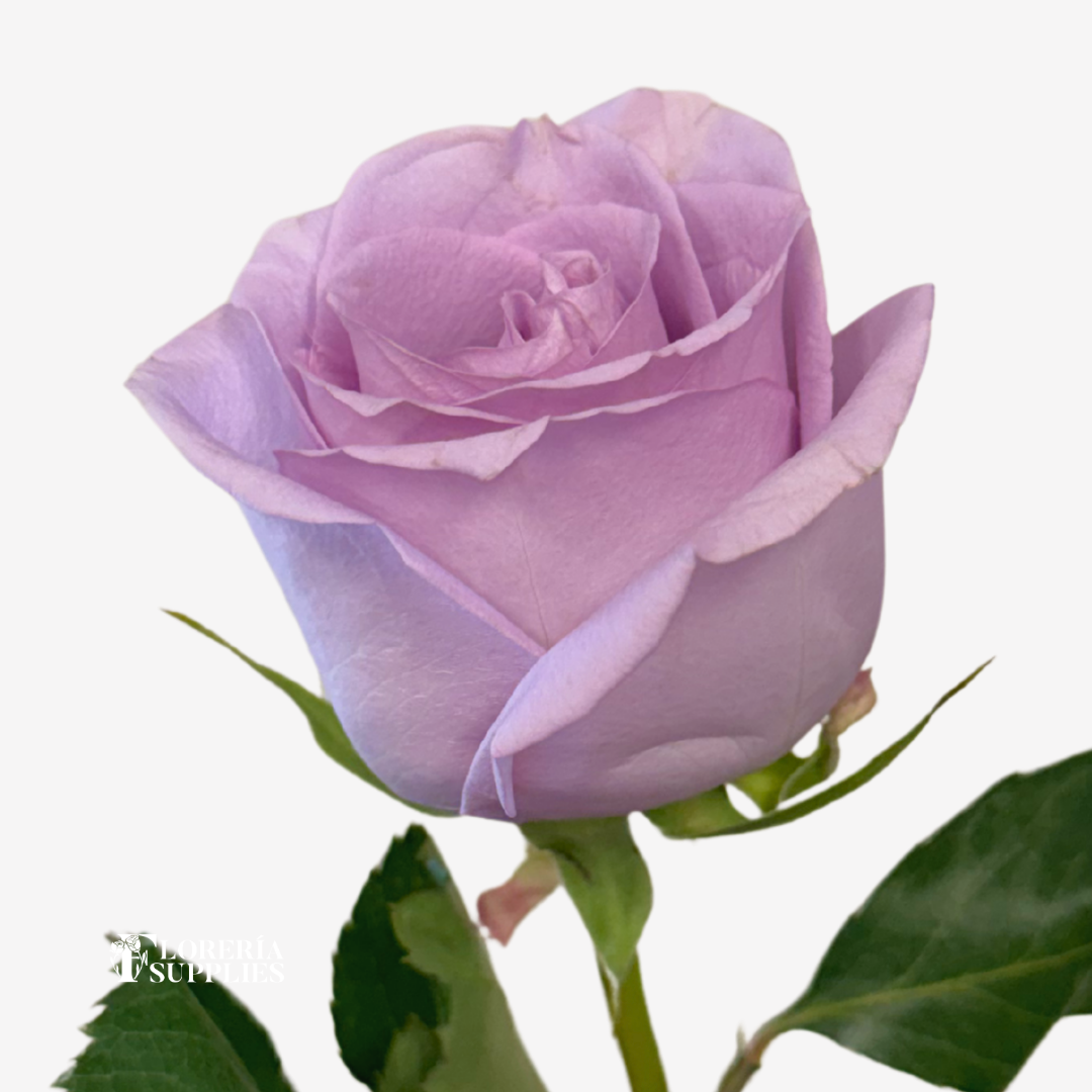OCEAN SONG ROSES