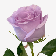 OCEAN SONG ROSES