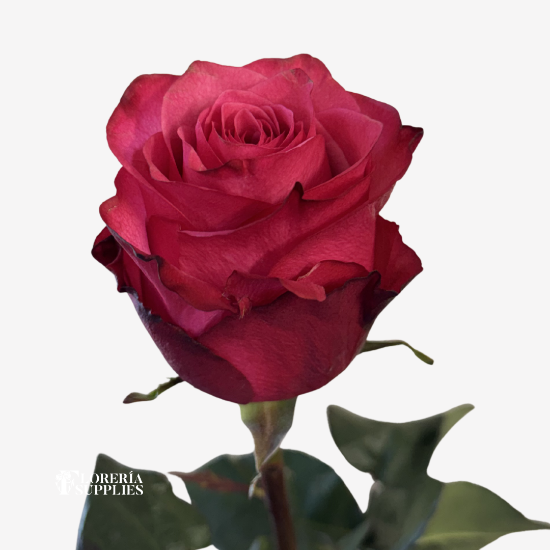HOT PINK ROSES