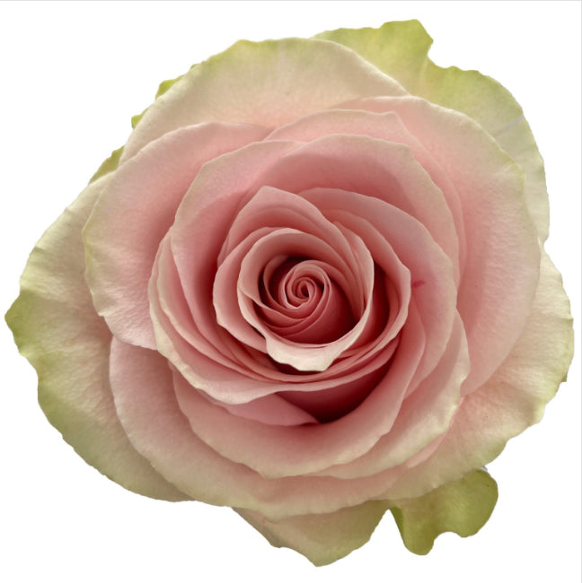 FRUTTETO ROSES