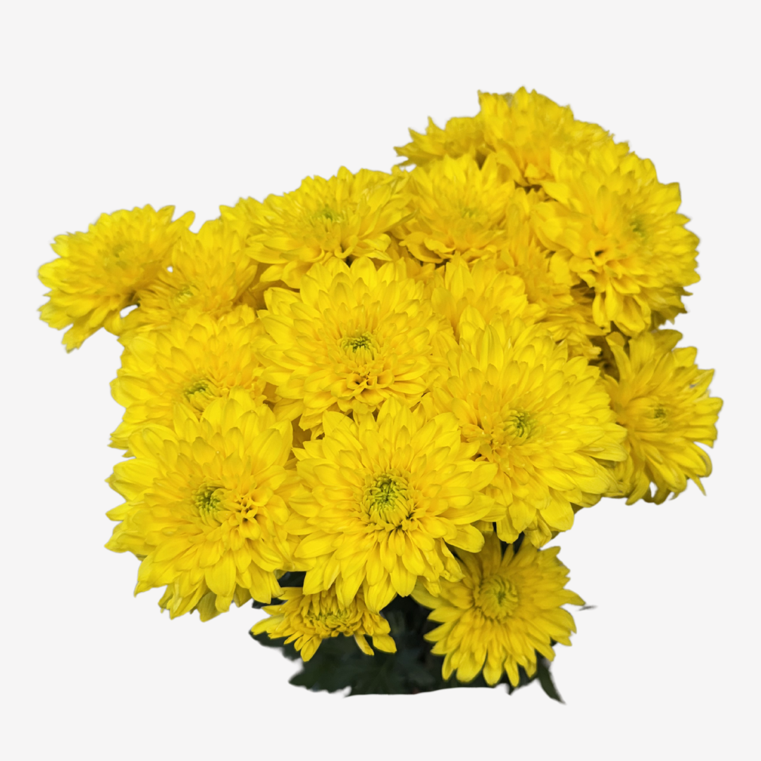 POMPOM CUSHION YELLOW