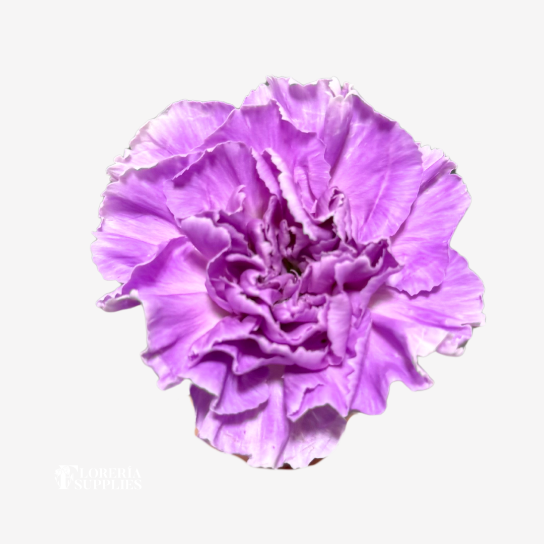 CARNATION LAVENDER
