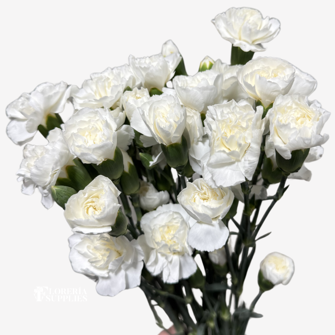 MINI CARNATION WHITE