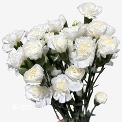 MINI CARNATION WHITE