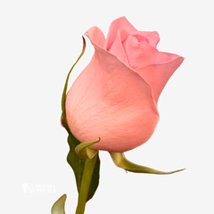 LUCIANO ROSES