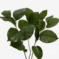 SALAL