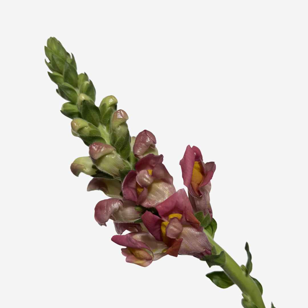 SNAPDRAGON PINK