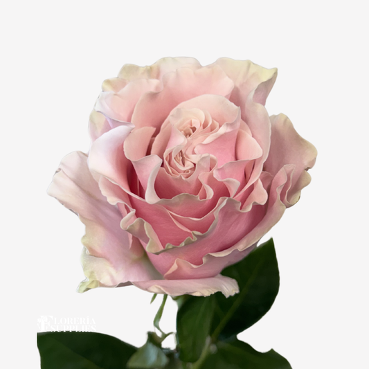 PINK MONDIAL