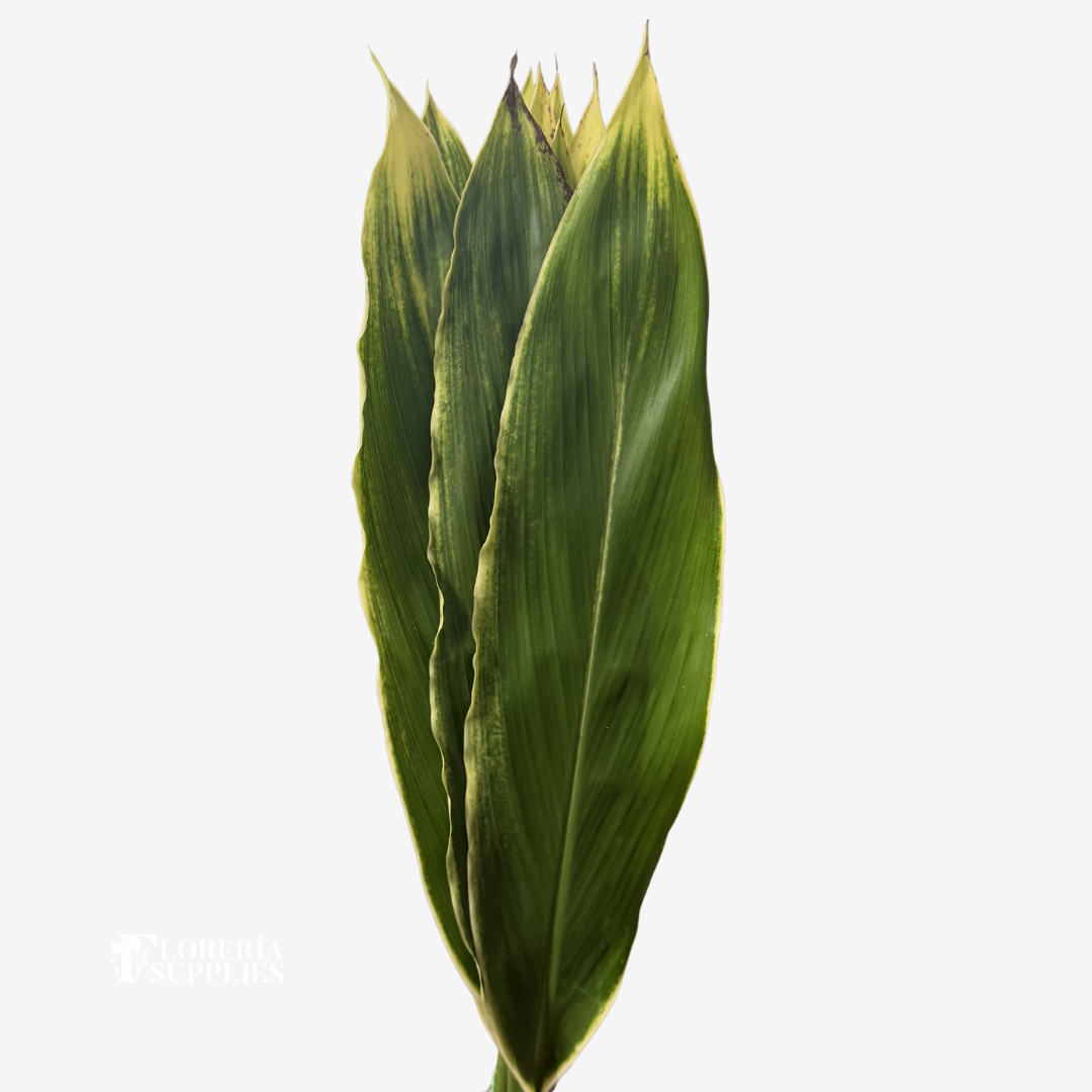 TI LEAF ASSORTED