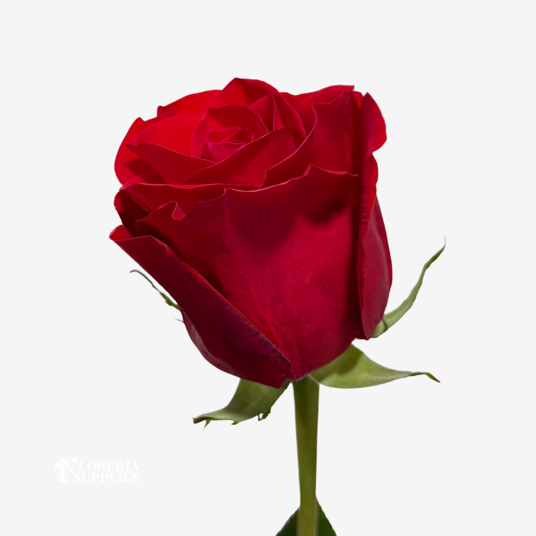 FREEDOM ROSES