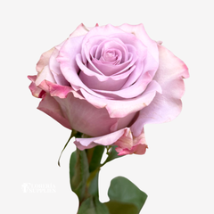 STAR PLATINUM ROSES