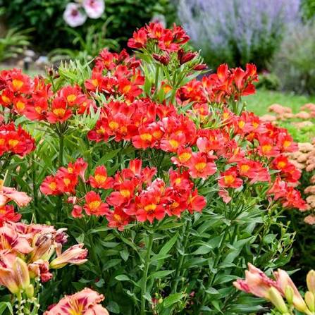 ALSTROEMERIA (10 stems)