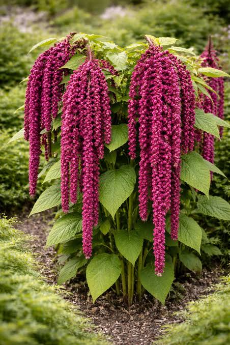 Amaranthus Hanging