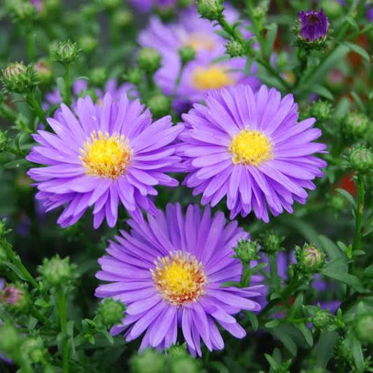 ASTER (10 stems)