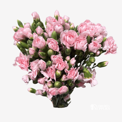 MINI CARNATIONS PINK