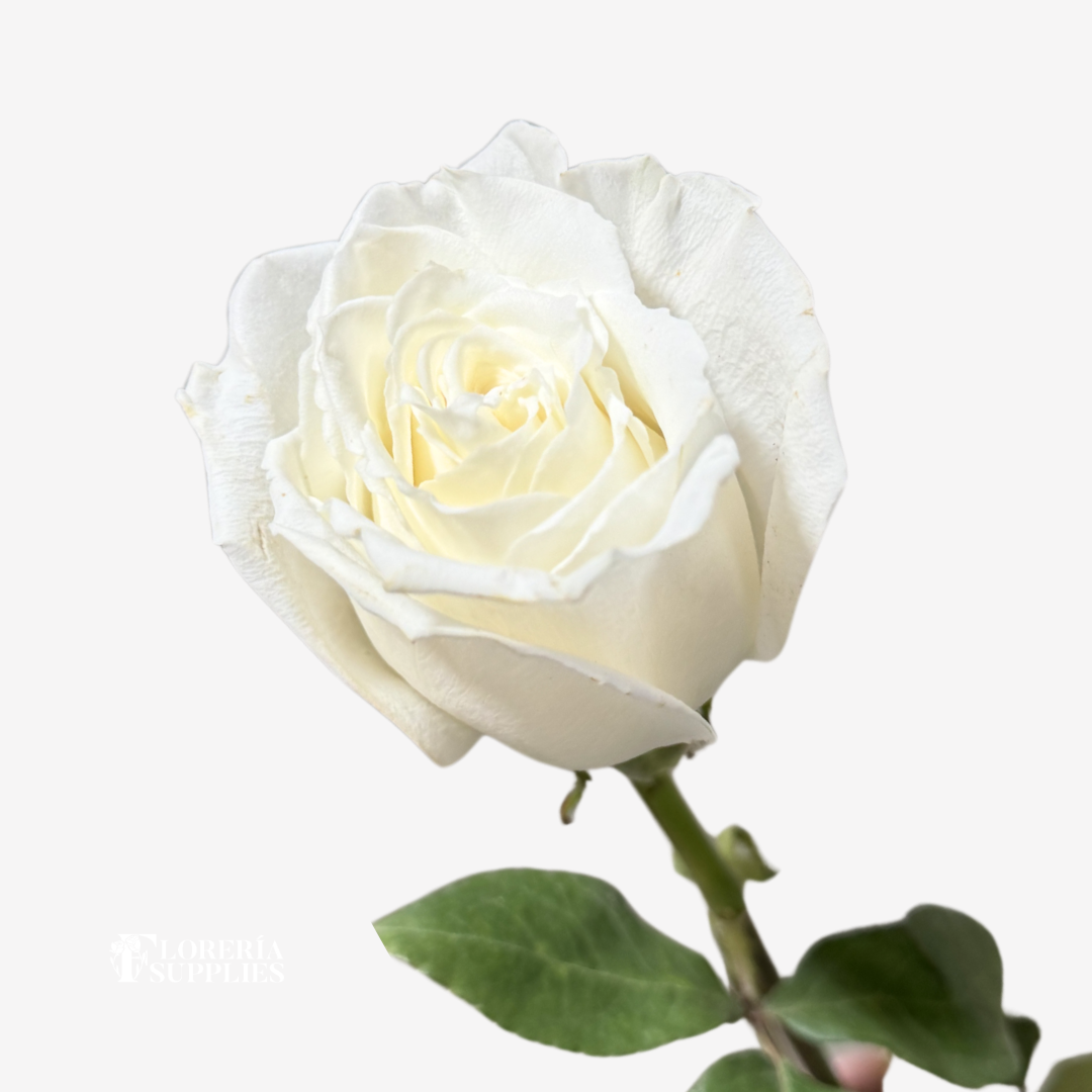 PLAYA BLANCA ROSES