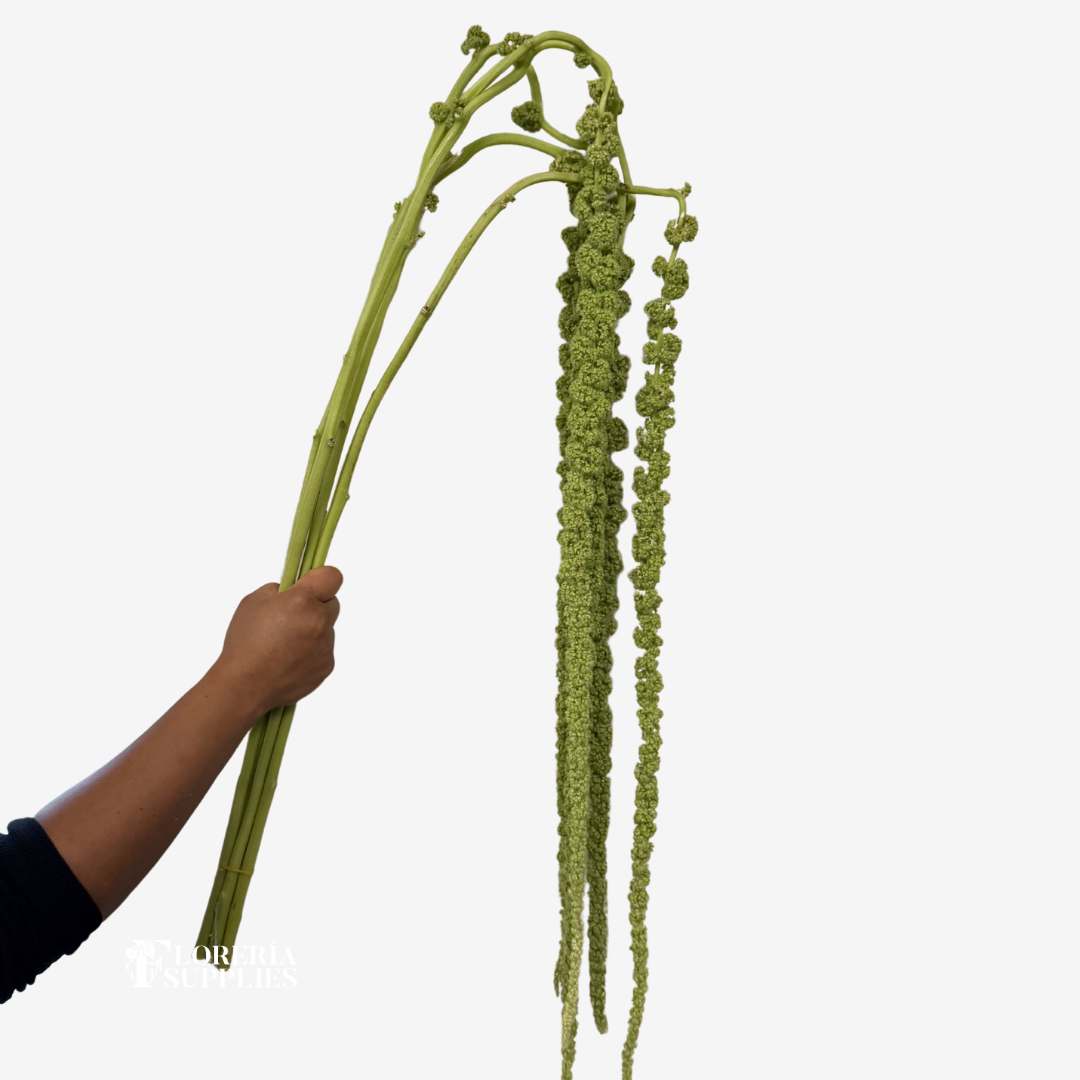 ANTHURIUM ASSORTED (SPECIAL ORDER ONLY)