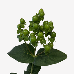 HYPERICUM GREEN