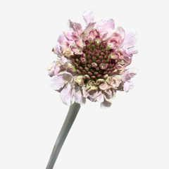 SCABIOSA (SPECIAL ORDER ONLY)