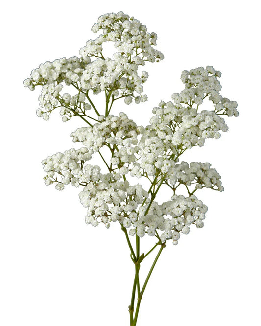 Baby Breath (Gypsophilia 250 grams)