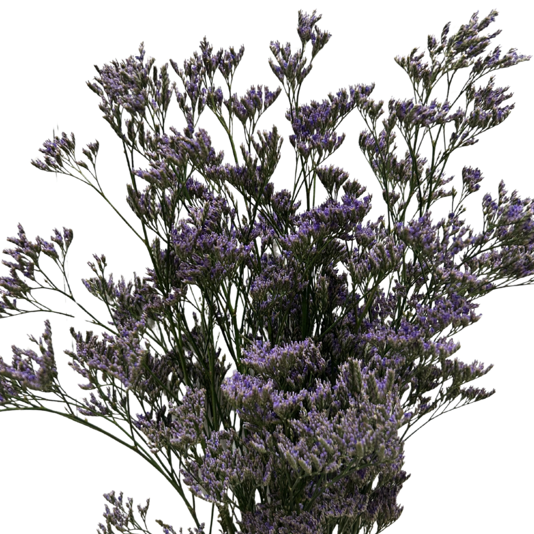 LIMONIUM PURPLE