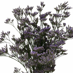 LIMONIUM PURPLE