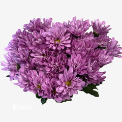 POMPOM DAISY LAVENDER
