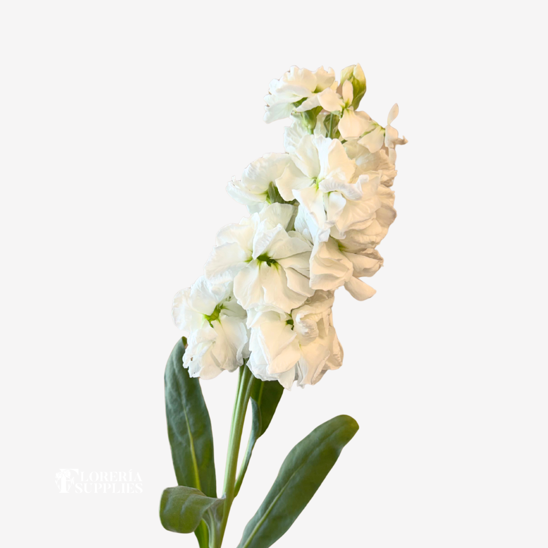 STOCK WHITE