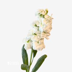 STOCK WHITE