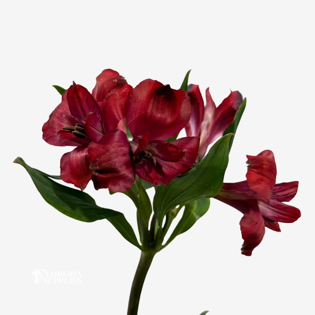 ALSTROEMERIA RED