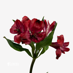 ALSTROEMERIA RED