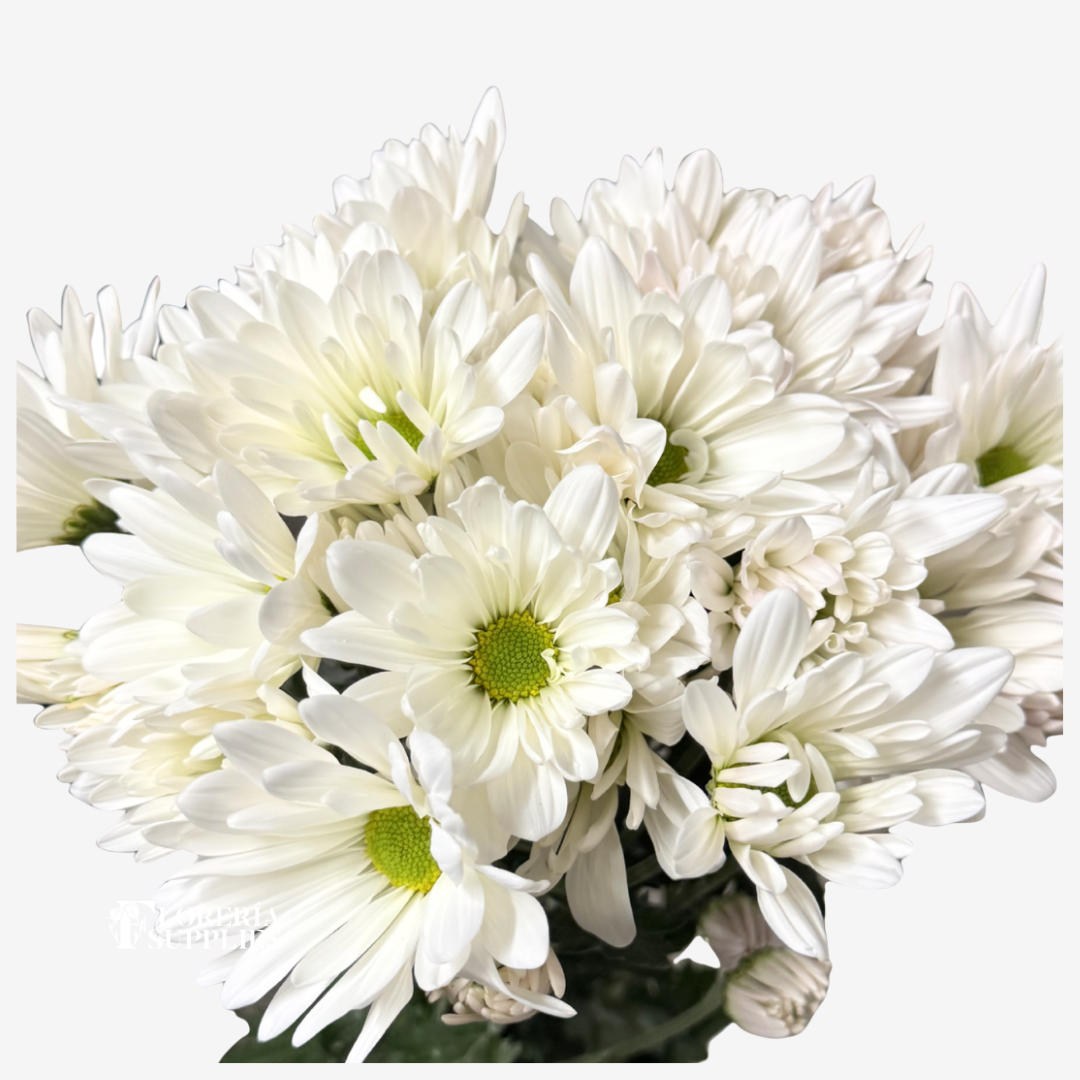POM POM DAISY WHITE