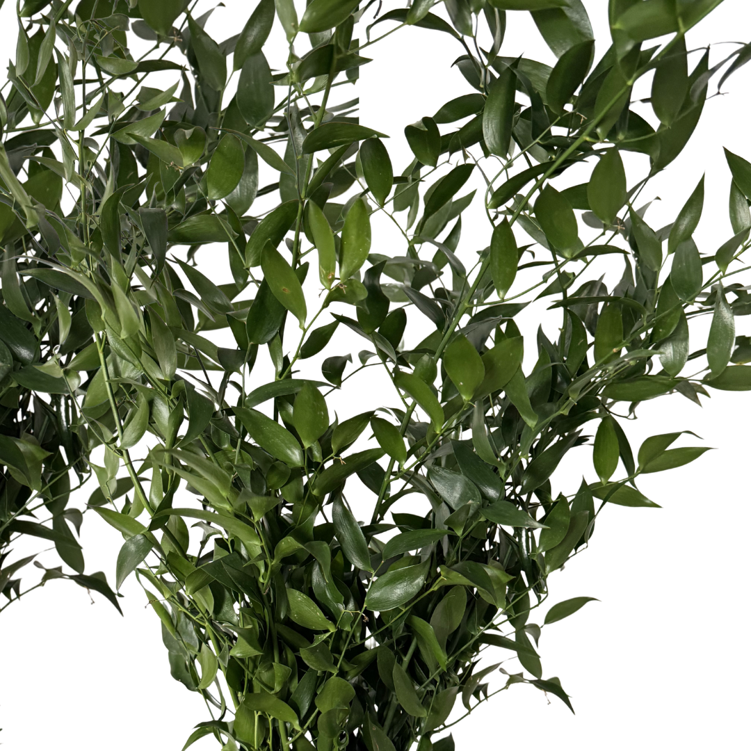 Italian Ruscus