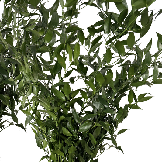 Italian Ruscus