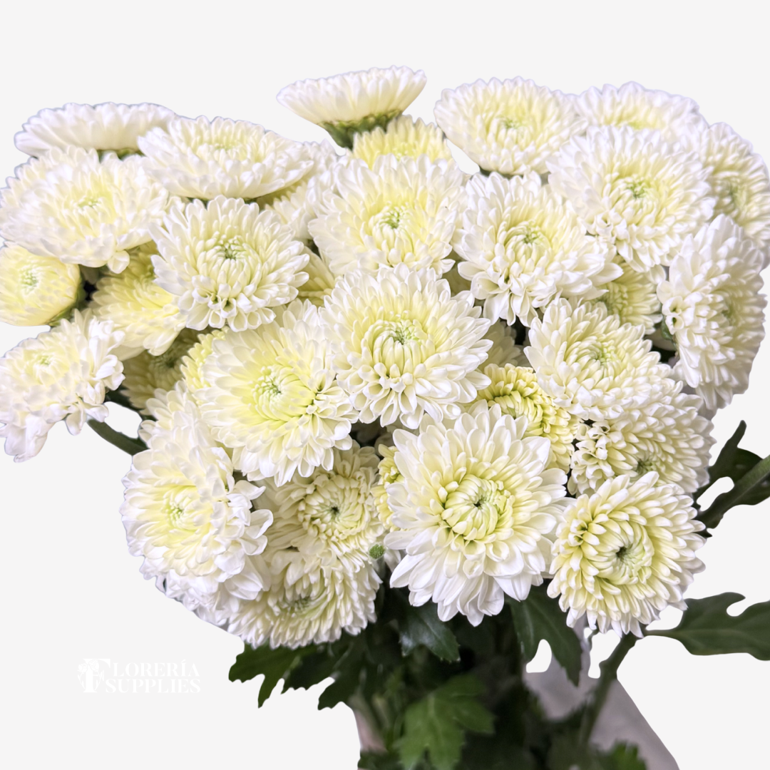 POMPOM BUTTON WHITE