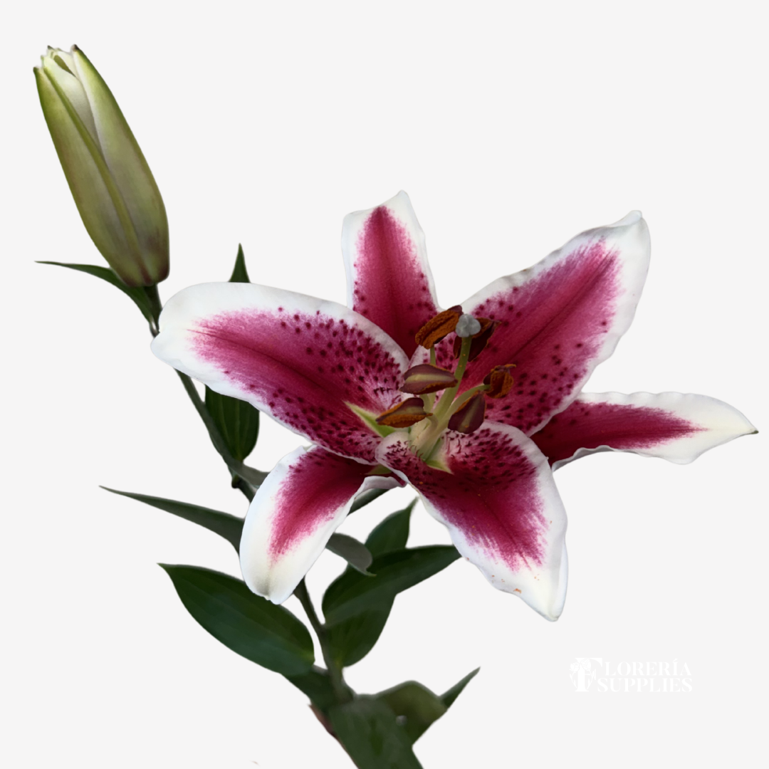 ORIENTAL PINK LILIES
