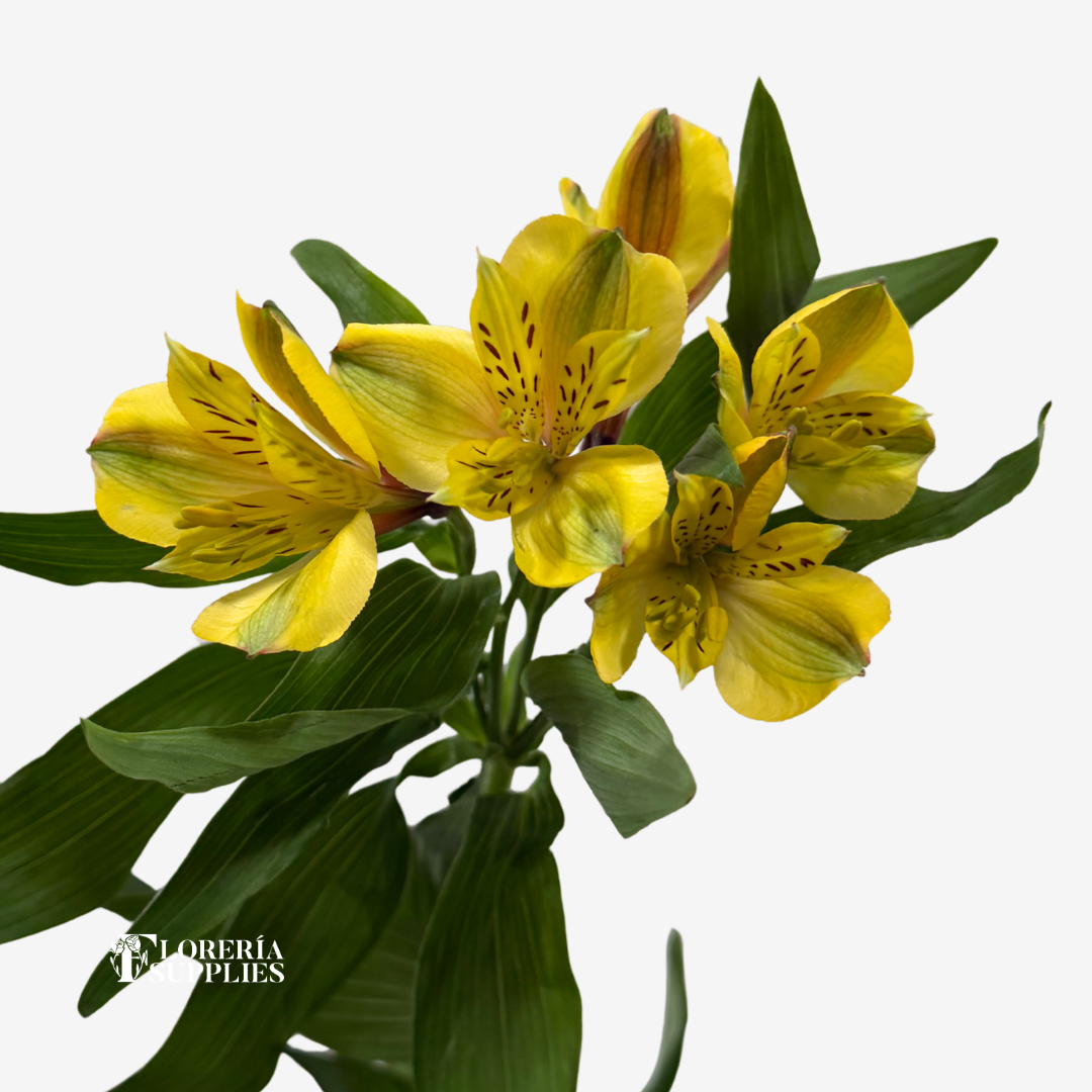 ALSTROEMERIA YELLOW