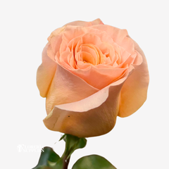 SHIMMER ROSES