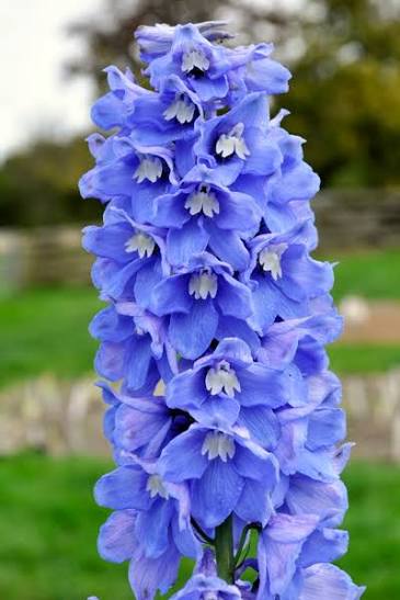 Delphinium (10 stem)