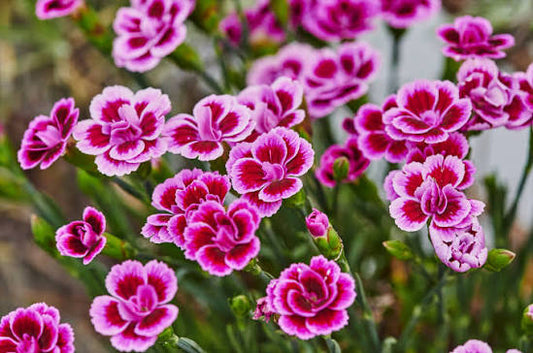 Pink Dianthus