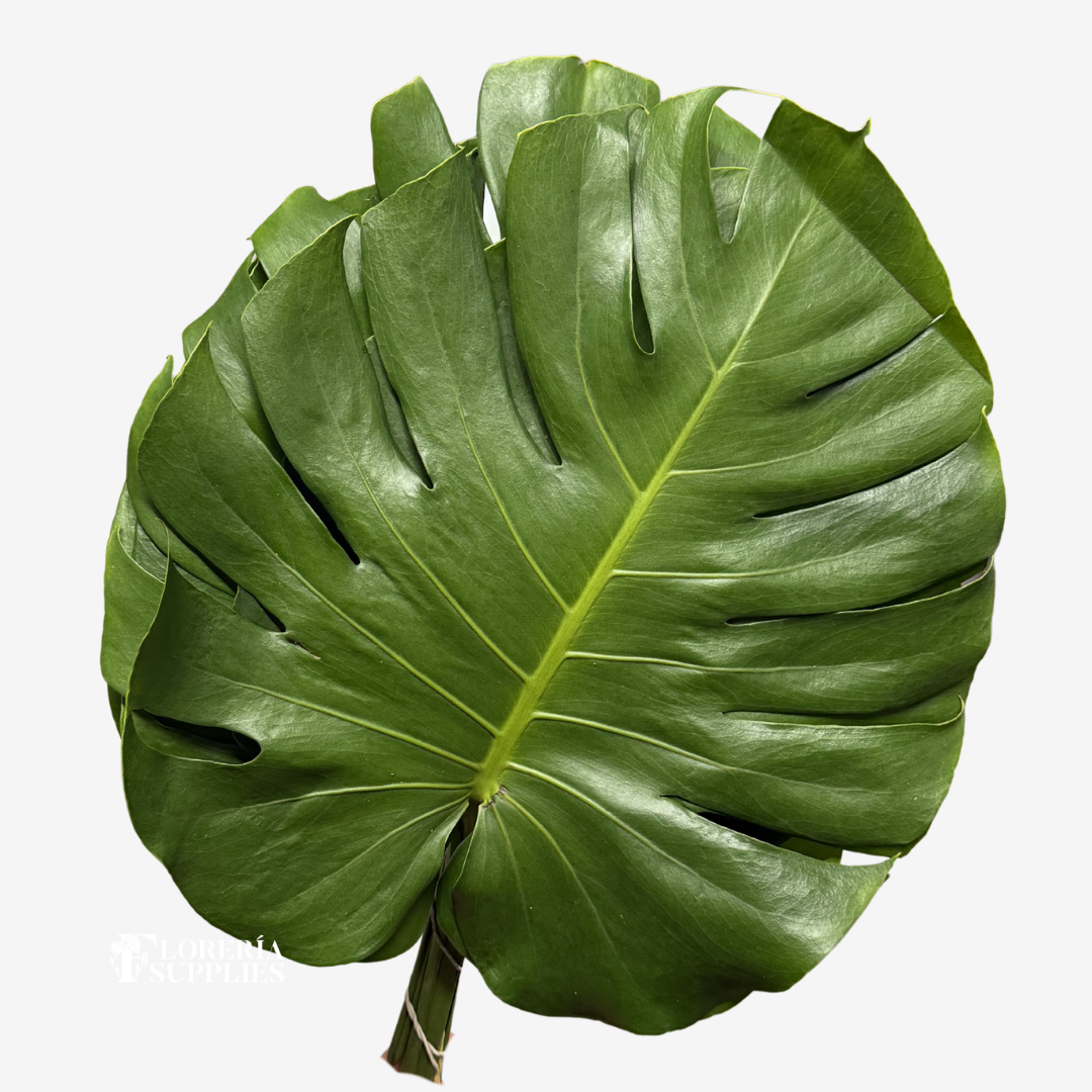 MONSTERA LEAF MEDIUM
