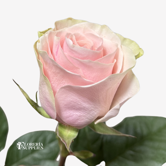 FRUTTETO ROSES