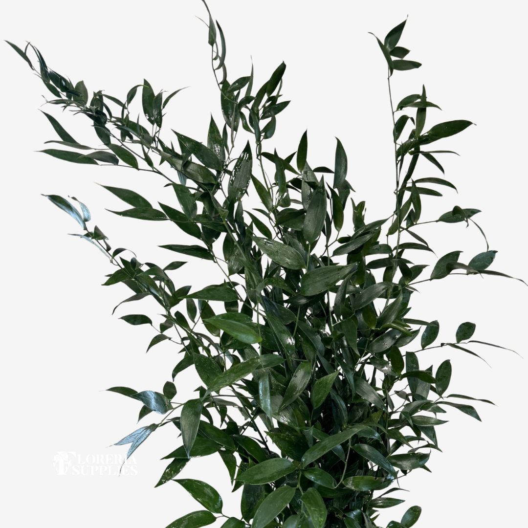 ITALIAN RUSCUS