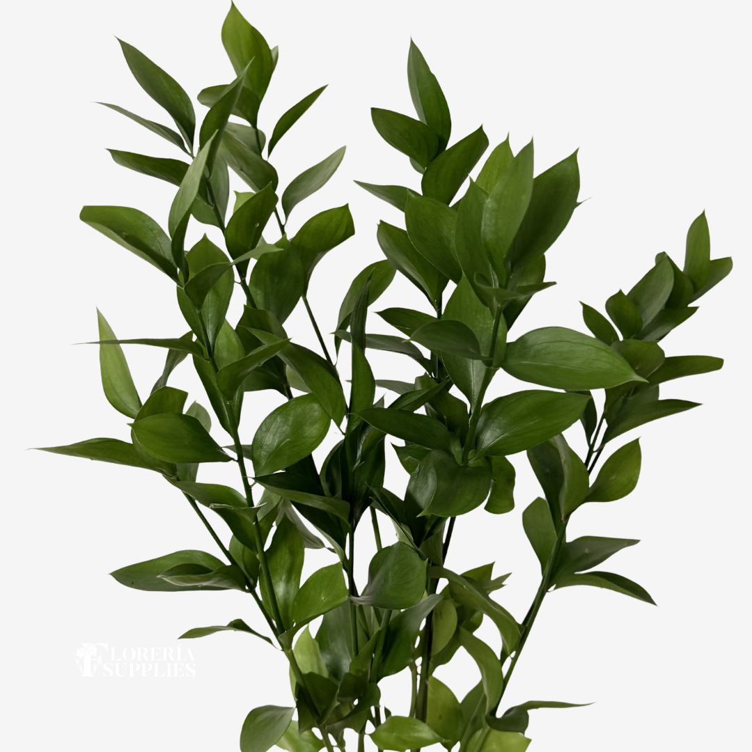 ISRAELI RUSCUS