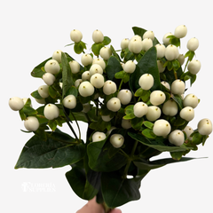 HYPERICUM WHITE