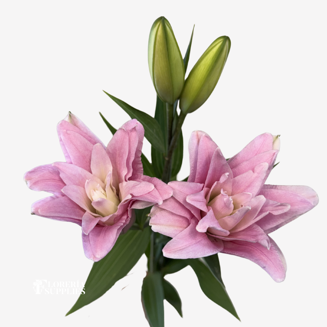 PINK ROSE LILIES