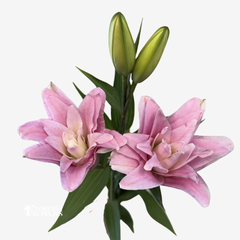 PINK ROSE LILIES