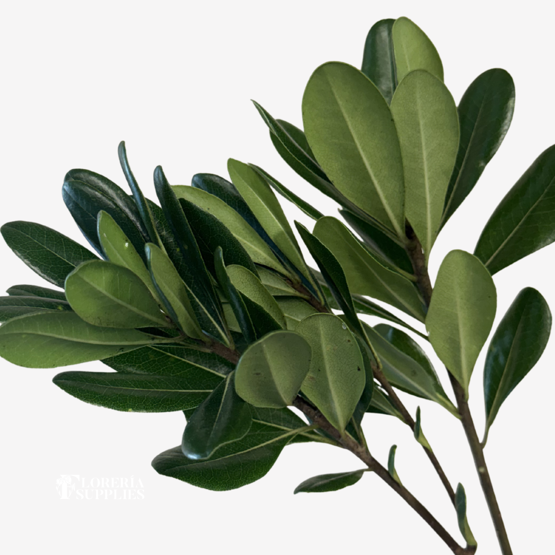 PITTOSPORUM