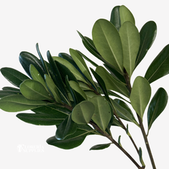 PITTOSPORUM