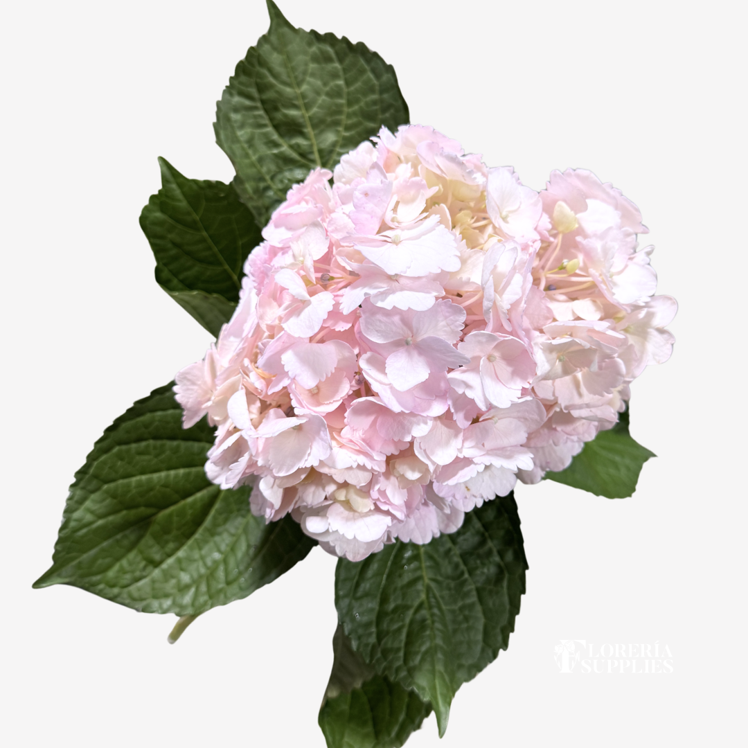 HYDRANGEA TINTED PINK